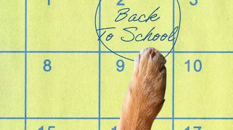 Preparing Your Canine Companion for the Back-to-School Transition