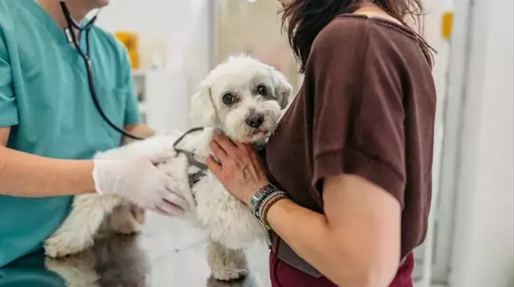 Recognizing Urgent Pet Health Issues: When to Seek Emergency Veterinary Care