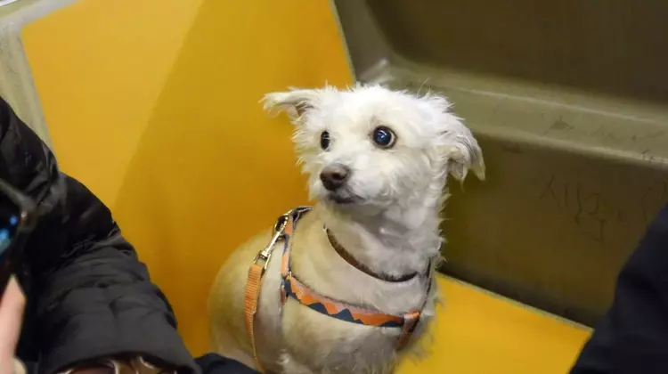 Canine Companions: Dogs Navigating the NYC Subway
