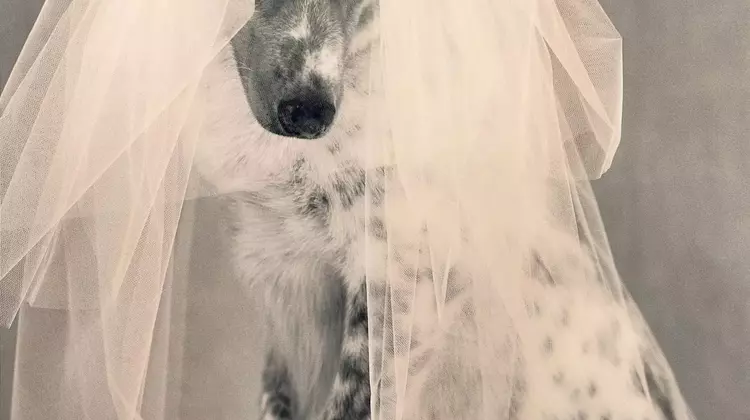 A Whimsical Canine Wedding: Revisiting 'Puppy Love' from Vogue's 1998 Archives