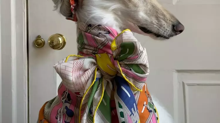 Samantha: The Afghan Hound Redefining Canine Chic