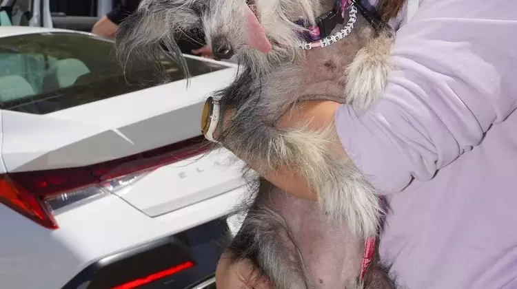 The Charm of the Unconventional: Celebrating the World's Ugliest Dogs