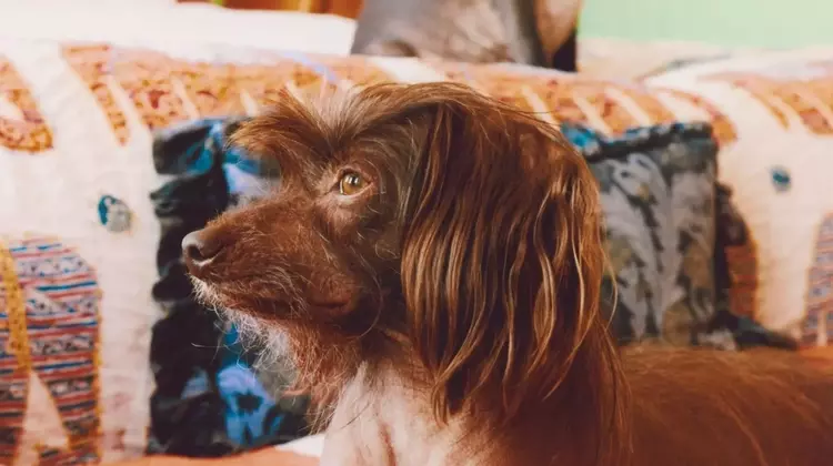 Lena Dunham and Her Beloved Canine Companions: Ingrid and Cornichon