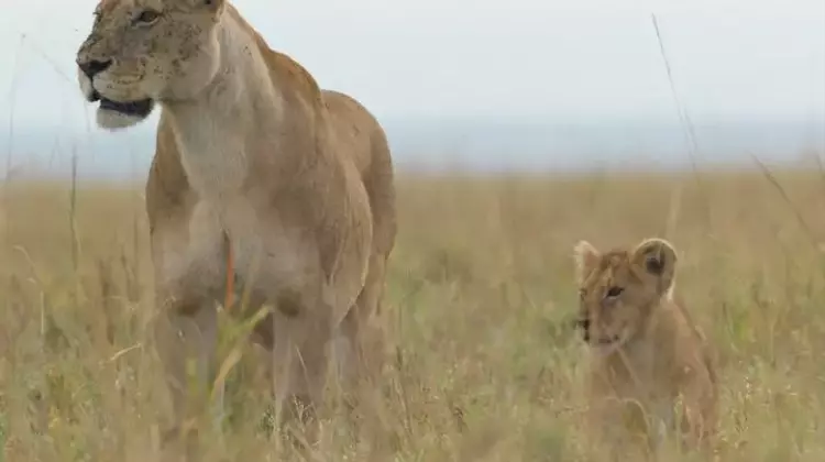 National Geographic's "Lion" Chronicles a Cub's Remarkable Journey