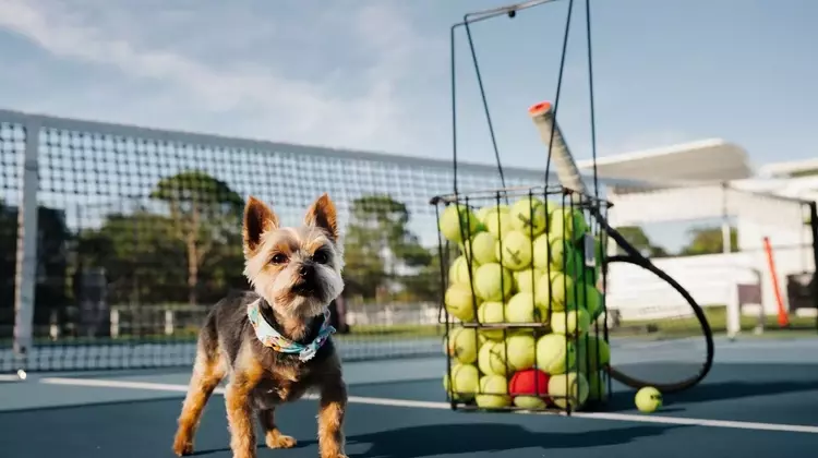 Serena Williams's Canine Companion: The Unbreakable Bond with Chip